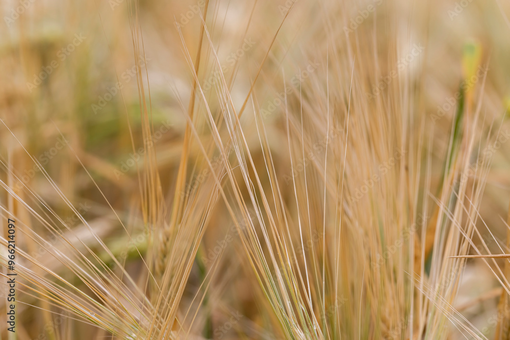 cloudy weather in a field with ripe wheat cloudy weather in a field with ripe wheat