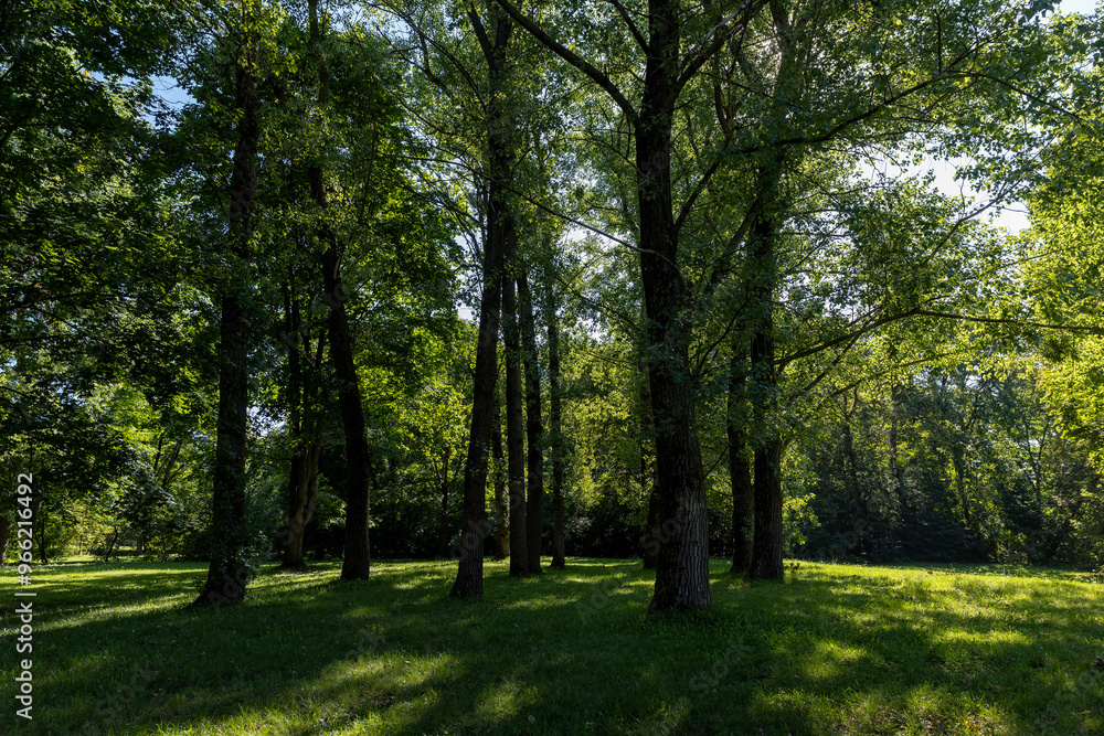 Mixed deciduous forest with green foliage in summer