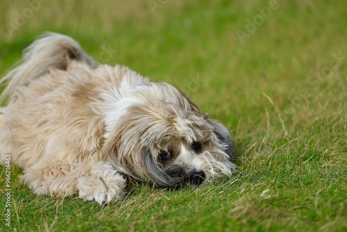 Cute dog lying on grass