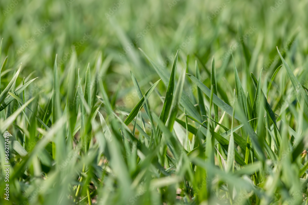 Obraz premium winter frost-resistant wheat is green in early spring