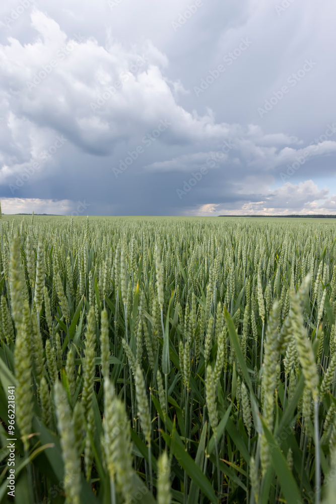 a field with unripe wheat before a thunderstorm a field with unripe wheat before a thunderstorm