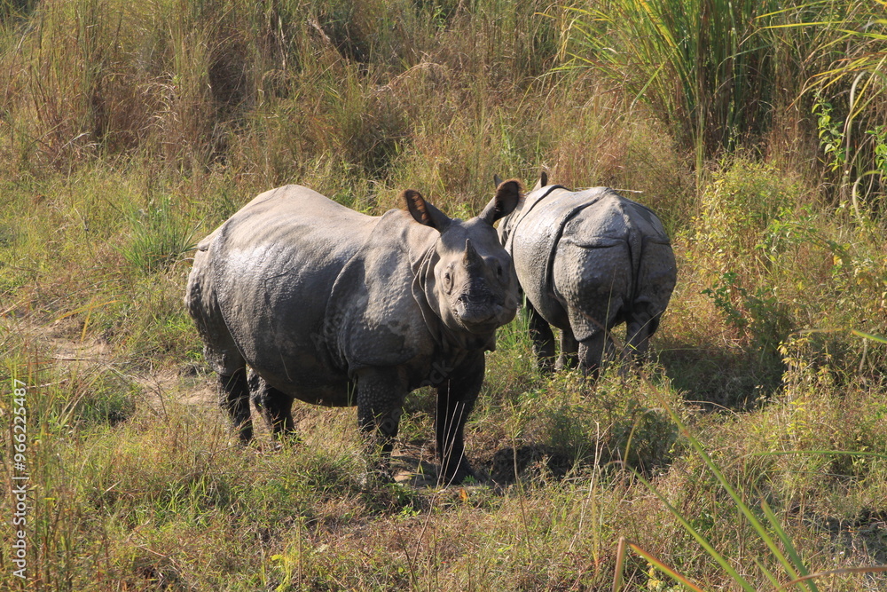 Real life Rino Real life Rino
