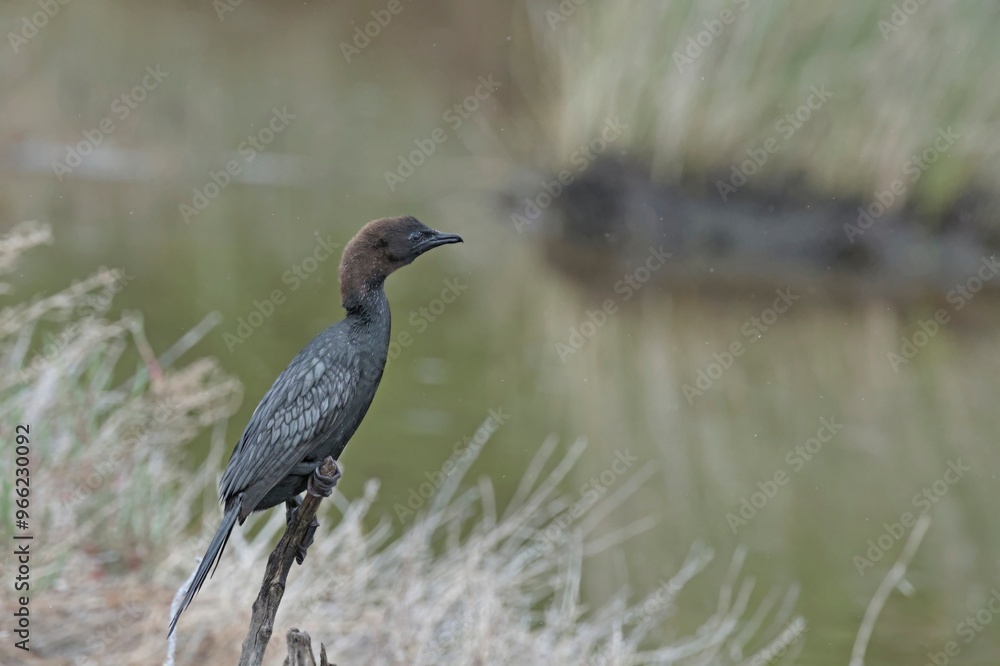 Naklejka premium A globally threatened Pygmy Cormorant (Microcarbo pygmaeus), Greece 