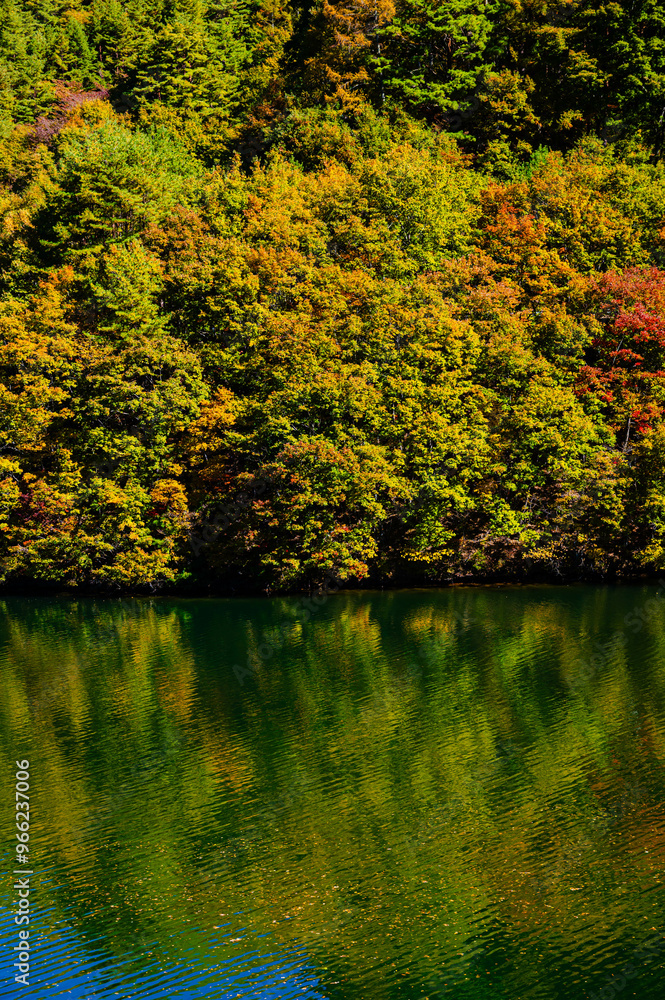 Fototapeta premium もみじ湖に映る紅葉