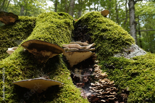 A tree stump against a blurred forest background. A thick layer of green moss covers the stump, large mushrooms grow, and a web has formed between the small mushrooms.