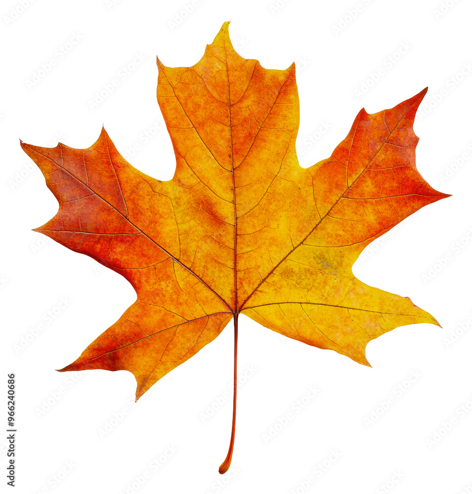 PNG Bright orange maple leaf in autumn season PNG Bright orange maple leaf in autumn season