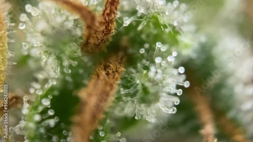 Nice Cannabis milky thc cbd trichomes showing on a healthy marijuana plant photo