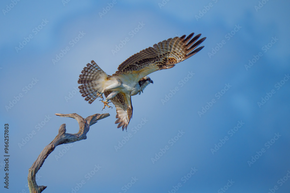 Fototapeta premium Osprey take-off