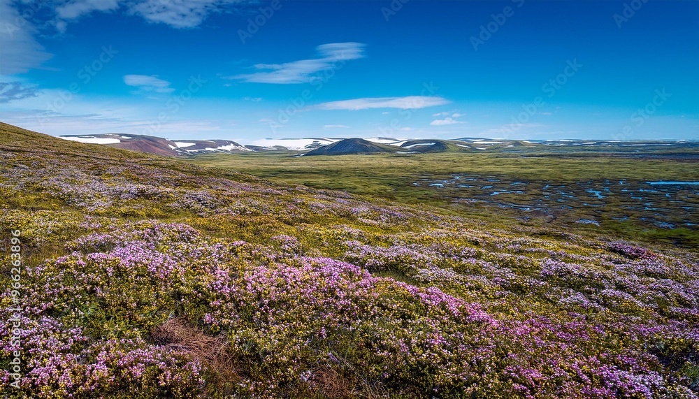 lavender field region lavender field region