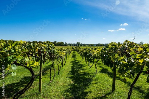 New Jersey Vineyard