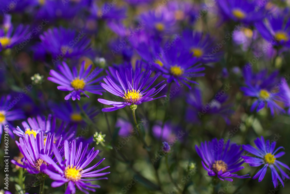 Fototapeta premium Aster amellus flowers - aster with dark purple blossoms