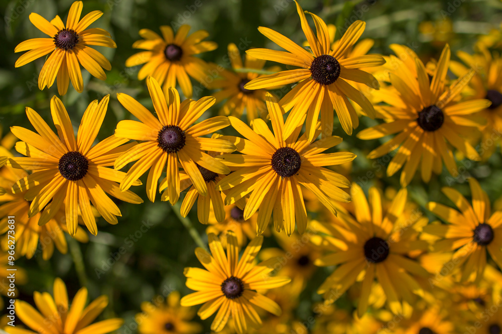 Rudbeckia fulgida or Goldsturm in full bloom in the garden.