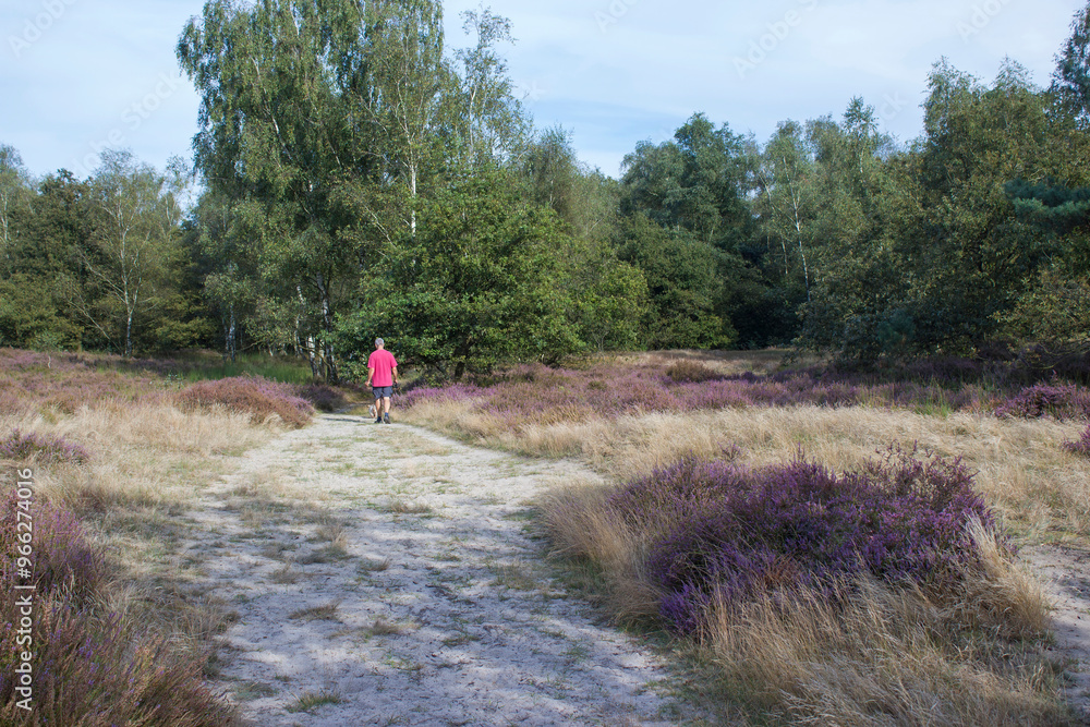 man and his dog in Heathland in National Park Maasduinen in the Netherlands man and his dog in Heathland in National Park Maasduinen in the Netherlands