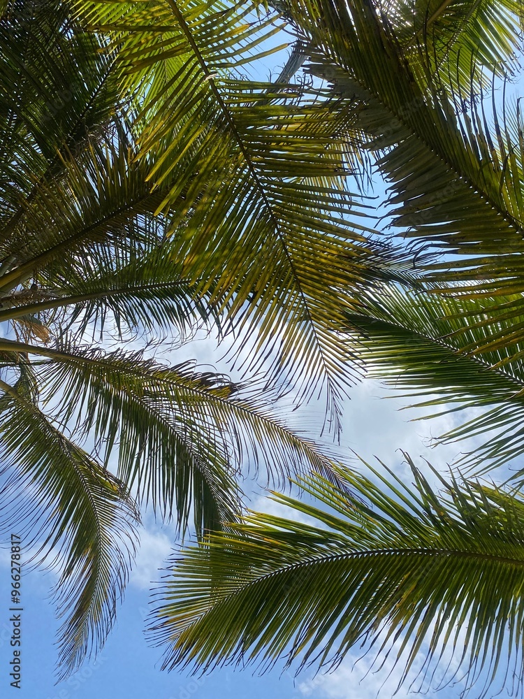 Fototapeta premium coconut tree