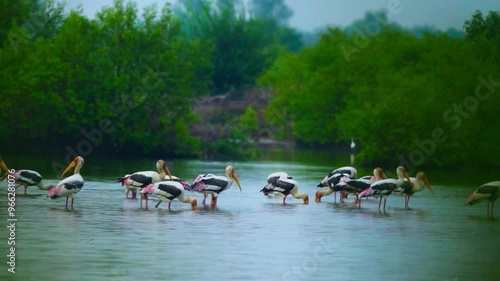 Spot billed Pelican, Cormorants, Egret and Tern photo