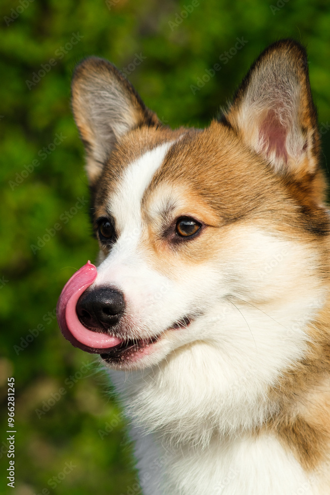 Pembroke Welsh Corgi puppy looks away and licks his lips. Walking with a dog in a city park. Red and white corgi Pembroke Welsh Corgi puppy looks away and licks his lips. Walking with a dog in a city park. Red and white corgi