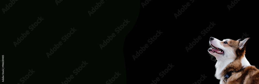 Pembroke Welsh Corgi puppy looking up on black isolated background. Space for inscription. Banner Pembroke Welsh Corgi puppy looking up on black isolated background. Space for inscription. Banner