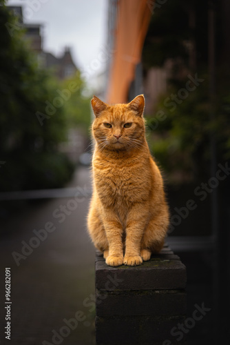 Red cat sits relaxed on a wall in a narrow street in the big city and looks straight into the camera lens.