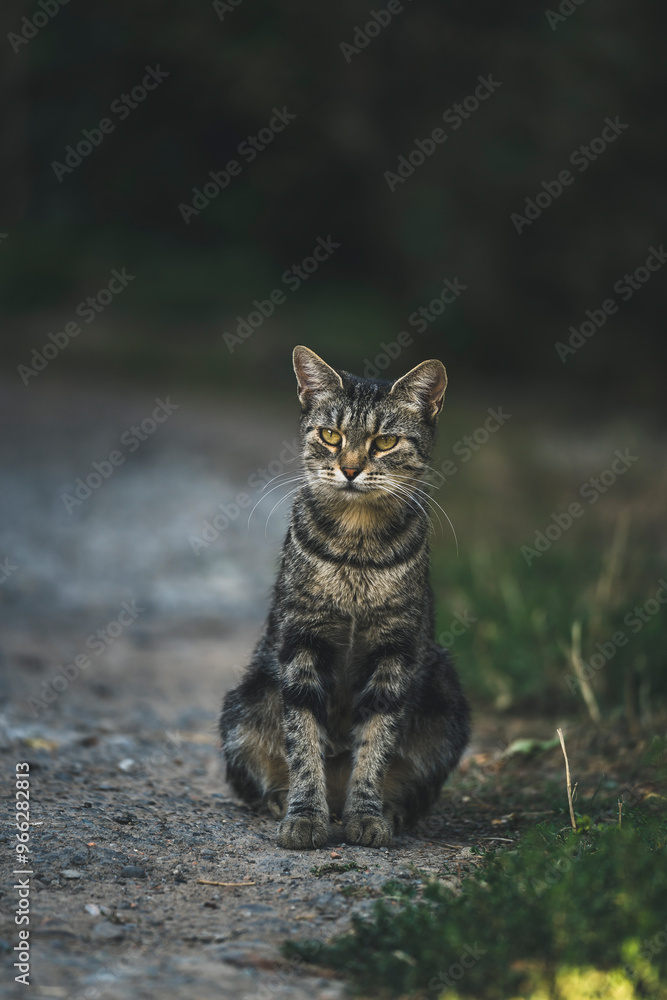 cute homeless gray cat. beautiful cat
cute homeless gray cat. beautiful cat