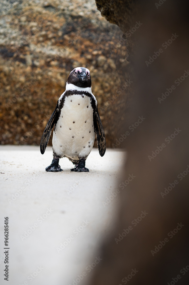 Fototapeta premium pe