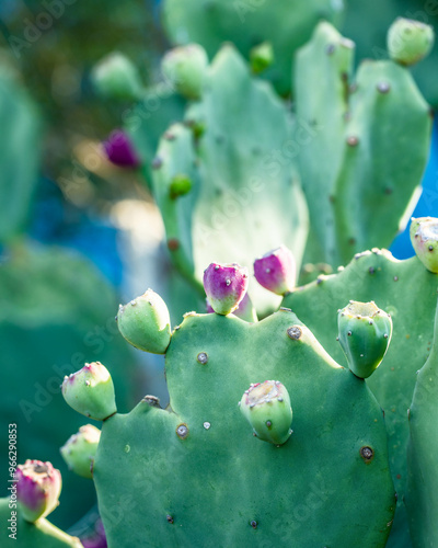 Detail of cactus blossoms.