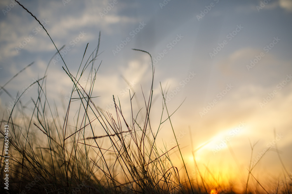 Obraz premium Beautiful landscape of silhouetted grass with sunset and twilight dramatic cloudy sky. Light of the sun over meadow. Wild natural background.