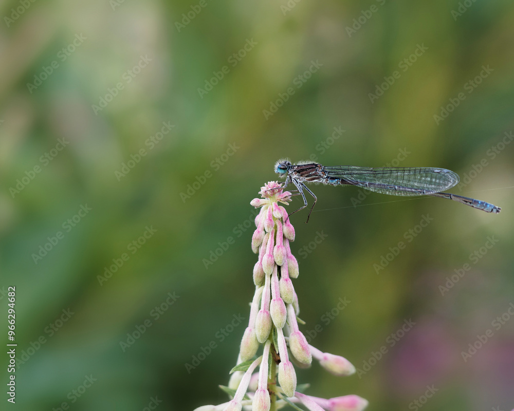 Fototapeta premium A blue damselfly resting on a pink flower.