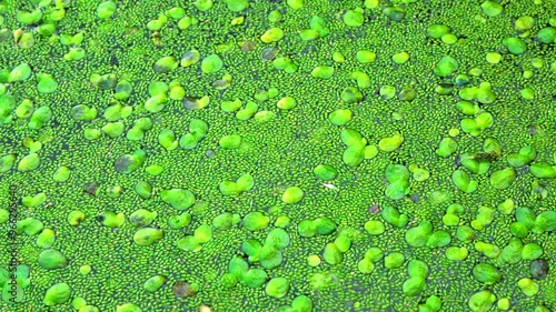 Aquatic plants rootless duckweed Wolffia arrhiza and duckweed Lemna turionifera, smallest flowering plants living on the surface of water, Ukraine photo