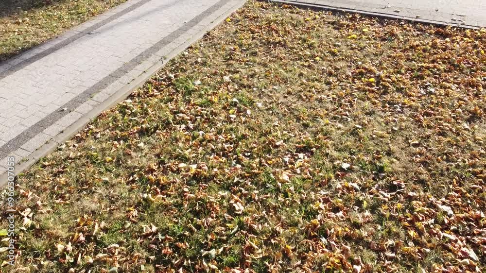 Autumn leaves on lawn and brick pavement Autumn leaves on lawn and brick pavement