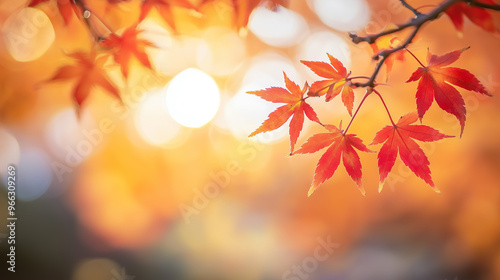 紅葉したもみじ photo