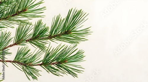 A stunning close-up of a pine tree branch with vibrant green needles, set against a light solid color background,No blurriness