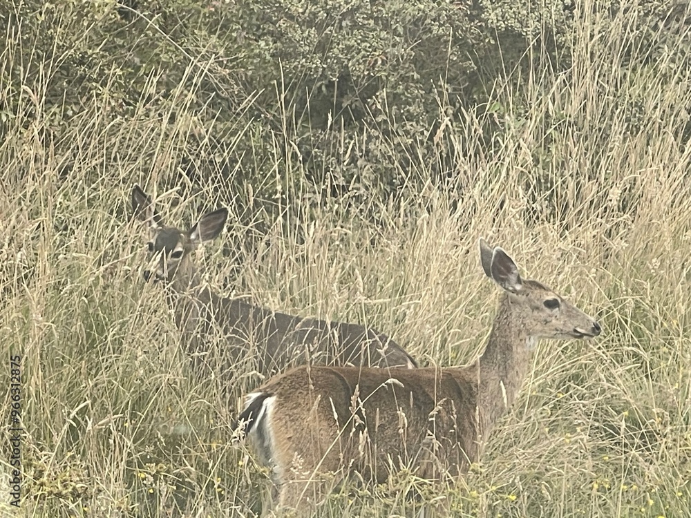 Two deer blending into tall grasses Two deer blending into tall grasses