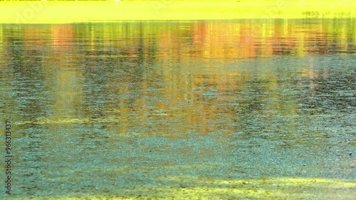 Shadows and highlights on lake water with floating on the surface Aquatic plants rootless duckweed Wolffia arrhiza and duckweed Lemna turionifera, Odessa photo