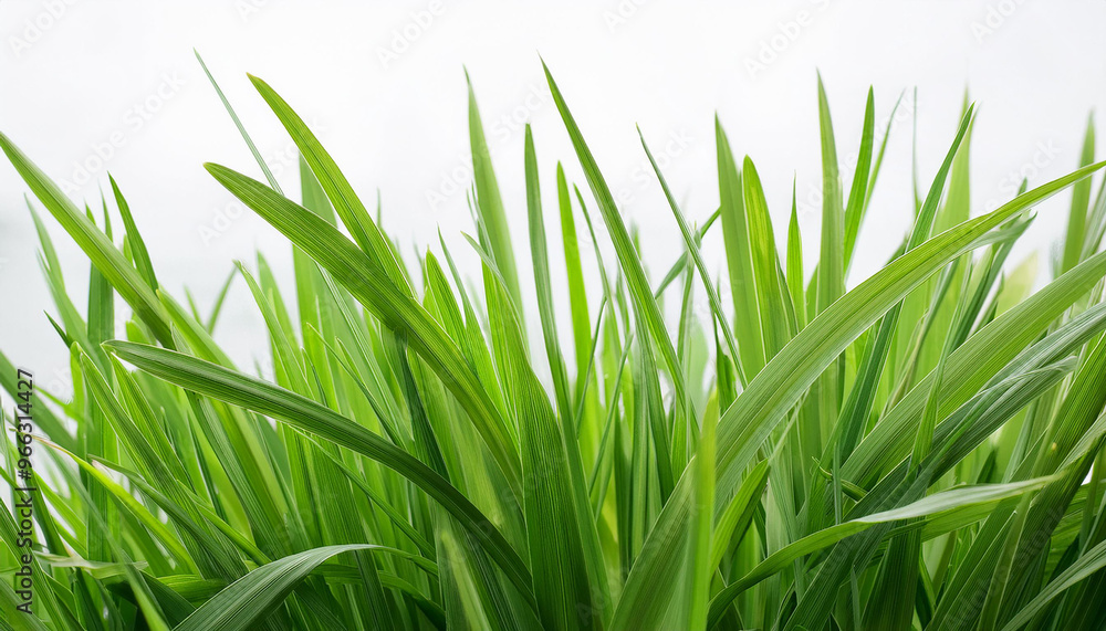 Fototapeta premium Bright green grass on isolated white background. Close-up.