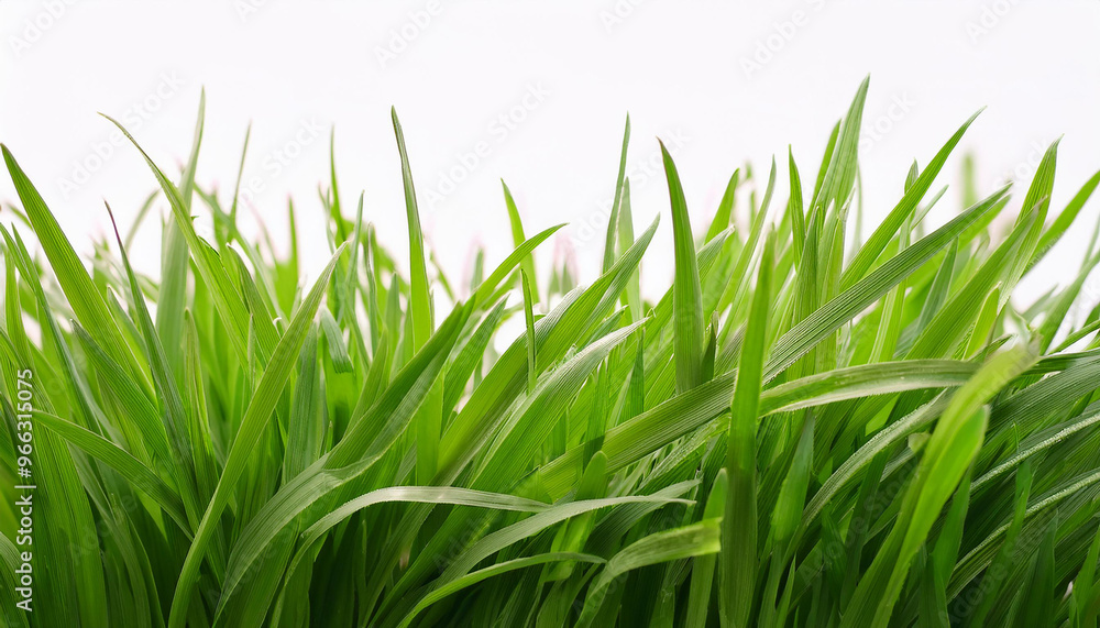 Fototapeta premium Bright green grass on isolated white background. Close-up.