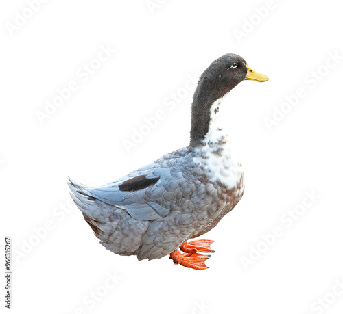Silver appleyard duck