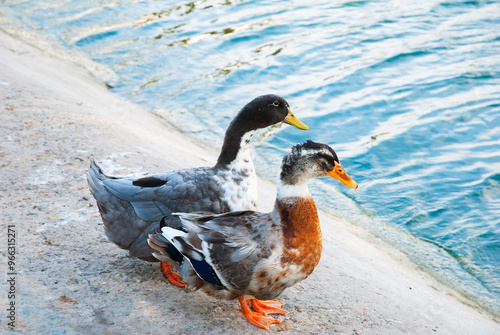 Pair of silver appleyard ducks