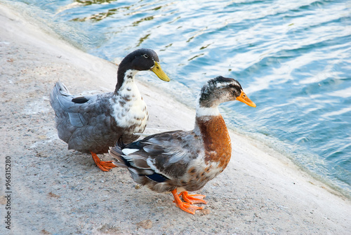 Silver appleyard ducks