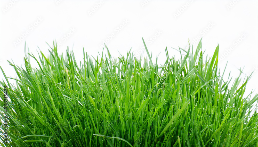 Fototapeta premium Bright green grass on isolated white background. Close-up.