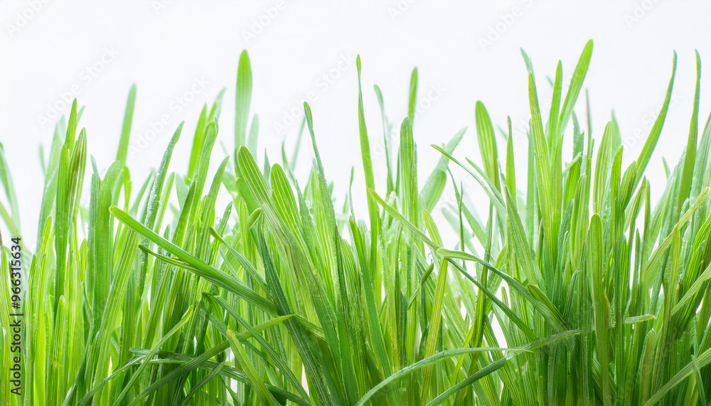 Bright green grass on isolated white background. Close-up. Bright green grass on isolated white background. Close-up.