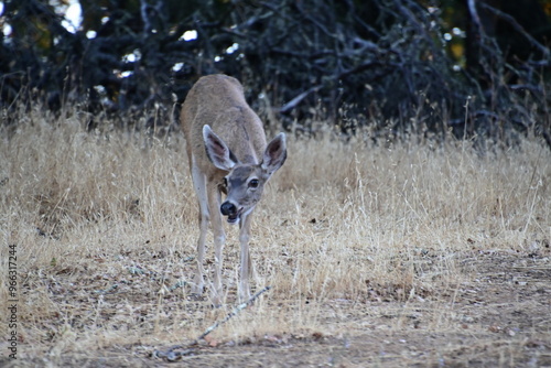 deer photo