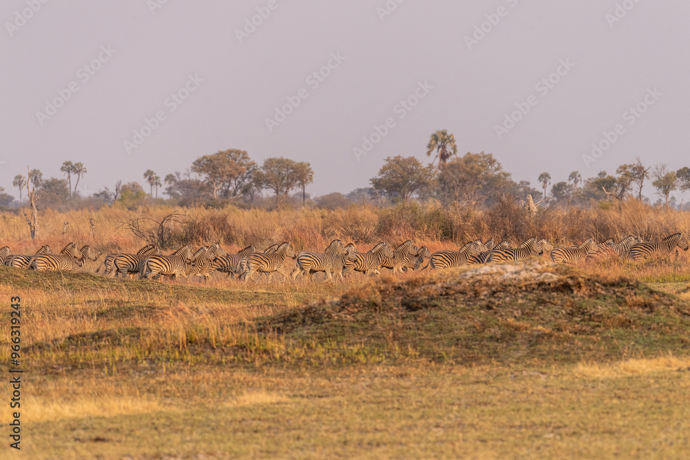 Telephoto shot of a large herd of Burchell's Plains zebras, Equus quagga burchelli, running on the dry lands of the Okavango Delta, Botswana. Telephoto shot of a large herd of Burchell's Plains zebras, Equus quagga burchelli, running on the dry lands of the Okavango Delta, Botswana.