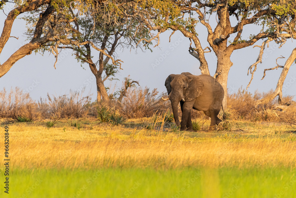Obraz premium Telephoto shot of an African Elephant -Loxodonta Africana- grazing on the banks of the Okavango river, in the Okavango Delta, Botswana, around sunset.