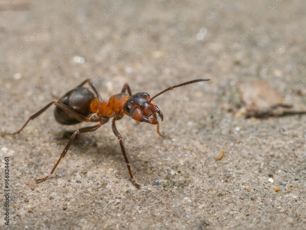Nahaufnahme einer neugierigen roten Waldameise mit geöffneten Mandibeln. Nahaufnahme einer neugierigen roten Waldameise mit geöffneten Mandibeln.