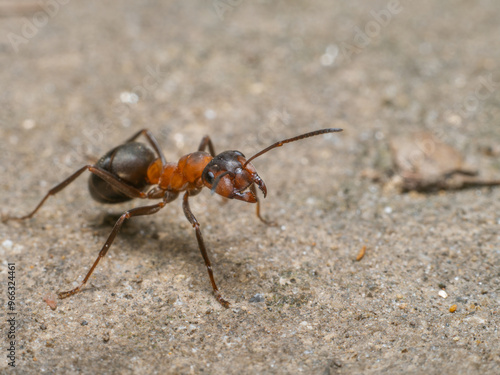 Nahaufnahme einer neugierigen roten Waldameise mit geöffneten Mandibeln.