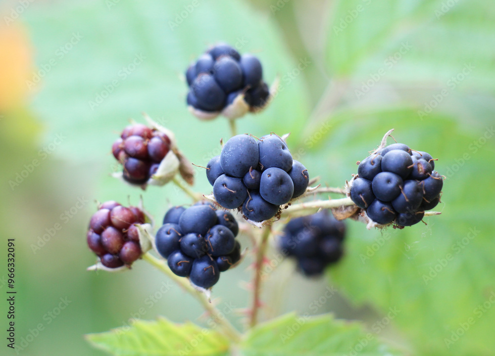 Berries ripen on a branch of common blackberry (Rubus caesius). Berries ripen on a branch of common blackberry (Rubus caesius).