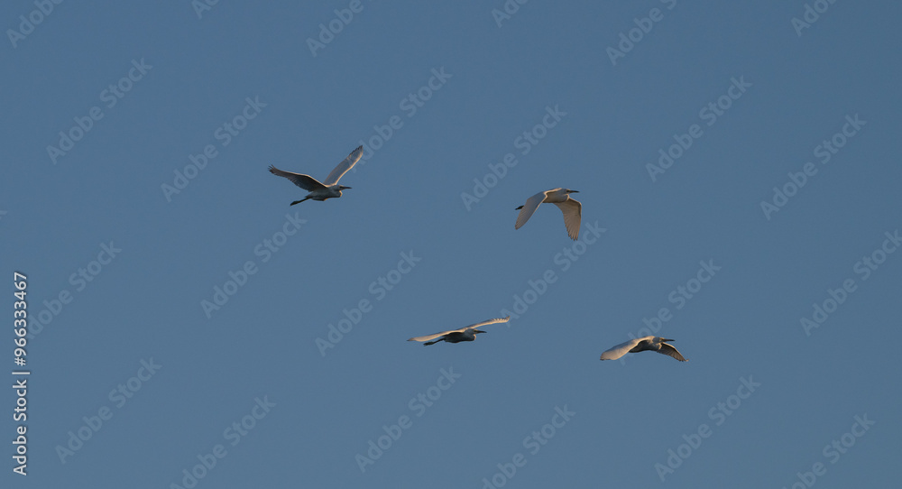 Flock of juvenile little blue herons in flight. Flock of juvenile little blue herons in flight.
