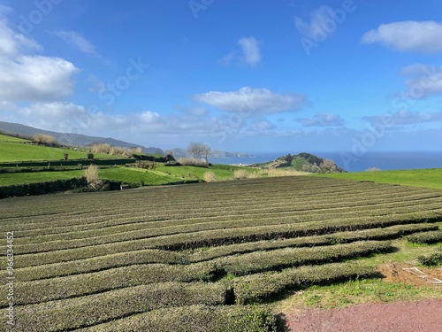 Azores, tea fields 