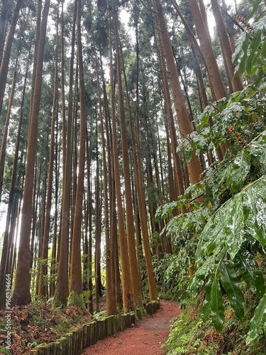 In the Wood