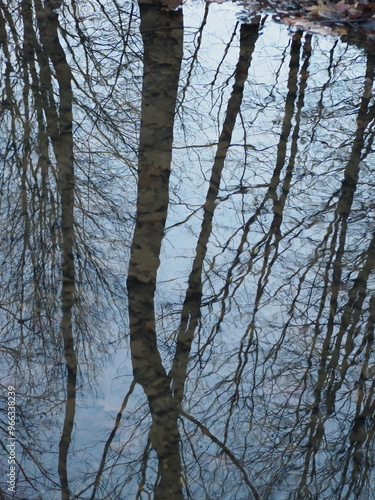 trees and sky